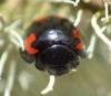 Exochomus quadripustulatus